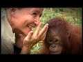 Orangutan Fun at Nyaru Menteng