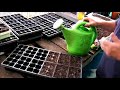 How to Plant and Grow Tomato Seedlings : Growing Tomato Seedlings: Part 7 How to Plant and Grow Tomato Seedlings : Growing Tomato Seedlings: Part 7