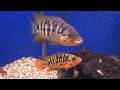 Pair of red tiger motaguense defending their brood (watch in HD)