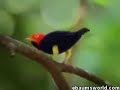 Moon Walking Manakin Moon Walking Manakin