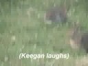 keegan and tim embark on a nature adventure, documenting the life and death of rabbits.