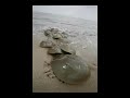 Horseshoe Crabs