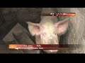 Watch 'Աֆրիկյան ժանտախտը Հայաստանում'
