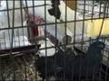 videos de FANTAIL PIGEONS by JADE CRANE Oct 25 2008 - VID00019