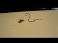 parasite worm wich crawled out of cockroach - must see!!