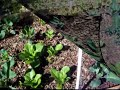 My Fall Edible Garden - Part 1 My Fall Edible Garden - Part 1