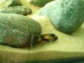 Tropheus Mpulungu First Attempts