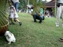 QQ is trying to carry a huge rabbit....