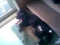 Lazy Sadie