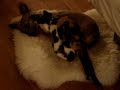 Cute Overload: Kitten&puppy Snuggle Fest