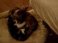 Cute Overload: Kitten & Puppy Snuggle Fest