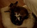 Cute Overload: Kitten & Puppy Snuggle Fest