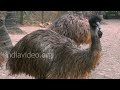 Emu farm and hatchery in Palakkad district of Kerala, India. For more details click on - www.indiavideo.org