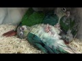 Click here to watch this video 20120513_ブルーワキコガネの寝姿.MP4