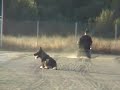 Dante receives his Schutzhund BH