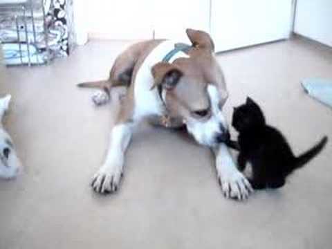 amstaff