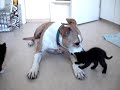 Amstaff mit Katzenbaby Amstaff mit Katzenbaby