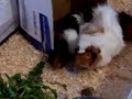 Baby piggies eating each others dandelions/snow and penguins