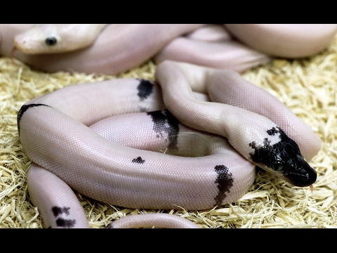 YouTube reptile video