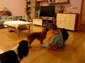junior handling2 junior handling2