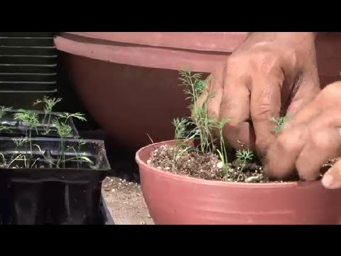 how to transplant dill