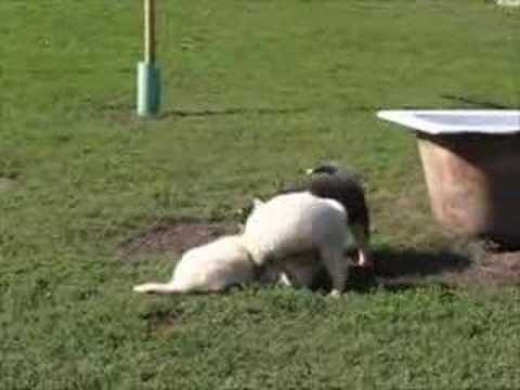 See video