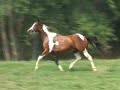bamboozled-pinto-arabian-gelding.html