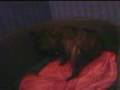 Accouchement d'Elvira la petite bouledogue-française2007