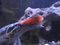 Spotted Gar Fish Attack Part 2 feeding compilation alligator Spotted Gar Fish Attack Part 2 feeding compilation alligator