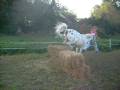 videos de Bubbles jumping 2ft 6! - Straw bales!