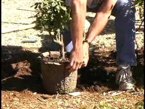 how to replant potted tulip bulbs