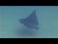 AquaOdysseas: 3D Interactive Travel Guides- LOS CABOS