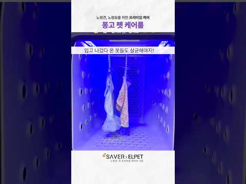 산책 끝나면 혼자 샤워하러 가는 강아지 실존!