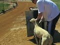 greyhounds