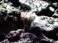 Feather Duster