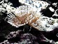 Feather Duster