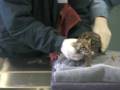 videos de Baby Brazilian Ocelot
