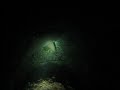 Chasing A Shark At Night