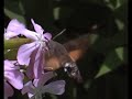 De Kolibrievlinder (Macroglossum stellatarum) De Kolibrievlinder (Macroglossum stellatarum)