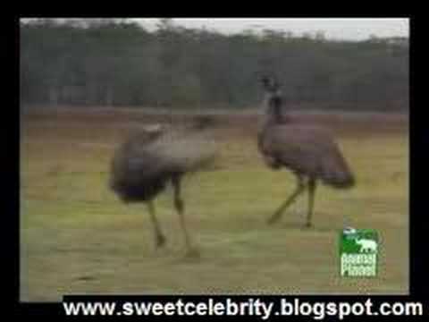 Bird Mating Dance