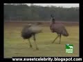Emu dance Mating game frenzied birdFun Funny lol comedy stupid idiot prank crazy joke people  japanese spanish gadget banned commercial asean braJust For Laugh Just Kidding Hidden camera japanese prank english Just For Fun camera trick action Just For Laugh Just Kidding joke stupid people super amazing crazy video joke people  japanese Just For Fun camera trick action arabic dance sexy hot sexy artist celebrity bollywood hollywood actress no sex porno erotic bikini beach latest news xxx