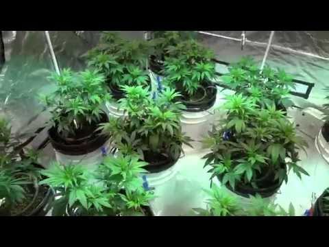 how to grow purple ak-47