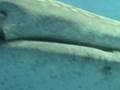 Whale Shark Chasing Diver in Belize