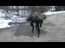 BigDog