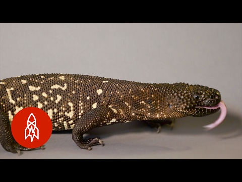 YouTube reptile video