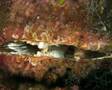 Buceo Azohia 7/10/06