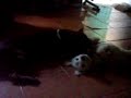 Anthrax Pitbull jugando