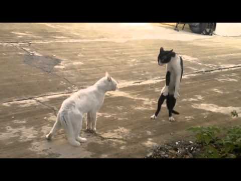 lolcats - LOL Cats FAIL Compilation cats,funny cats,funny animals,cats fail,fail,kitten,fails,cats fail compilation, fails compilations,lol.