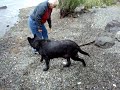 BLIND DOG FETCHES STICK! (Amazing Dog) BLIND DOG FETCHES STICK! (Amazing Dog)