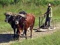EL GUAJIRO CUBANO